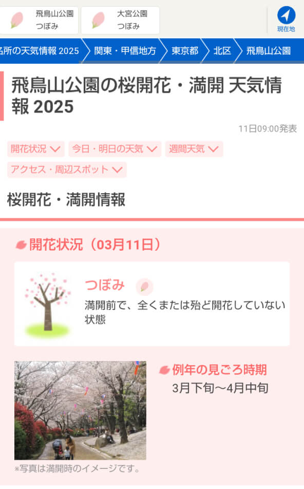 「桜開花・満開情報」のページで、桜の状態が「つぼみ」と表示されたスクリーンショット