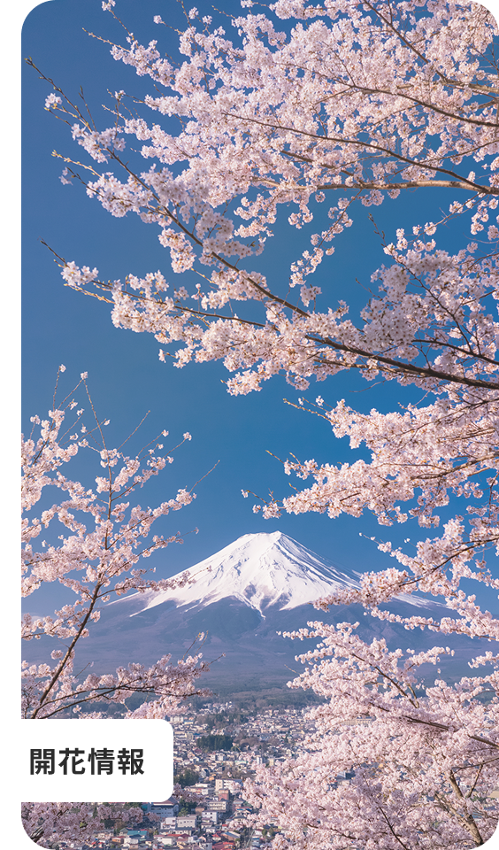 満開の桜の向こうに見える富士山と青空