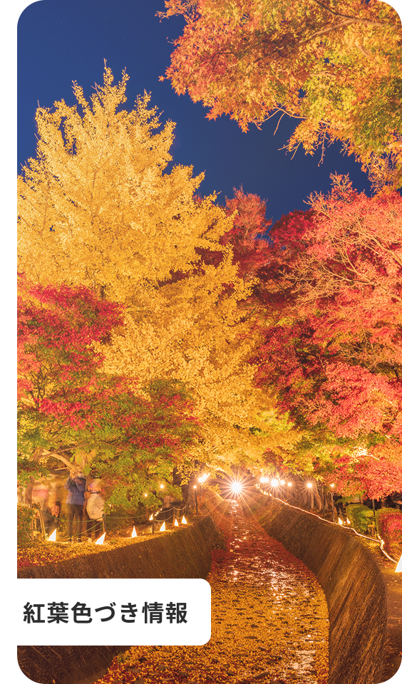 紅葉が美しくライトアップされた夜の散策道