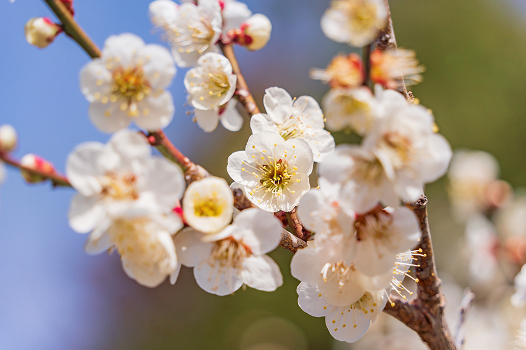 川でボートに乗っている人たちと両端にたくさんの桜並木が並んでいる様子