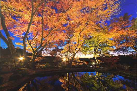 ライトアップされた紅葉の様子
