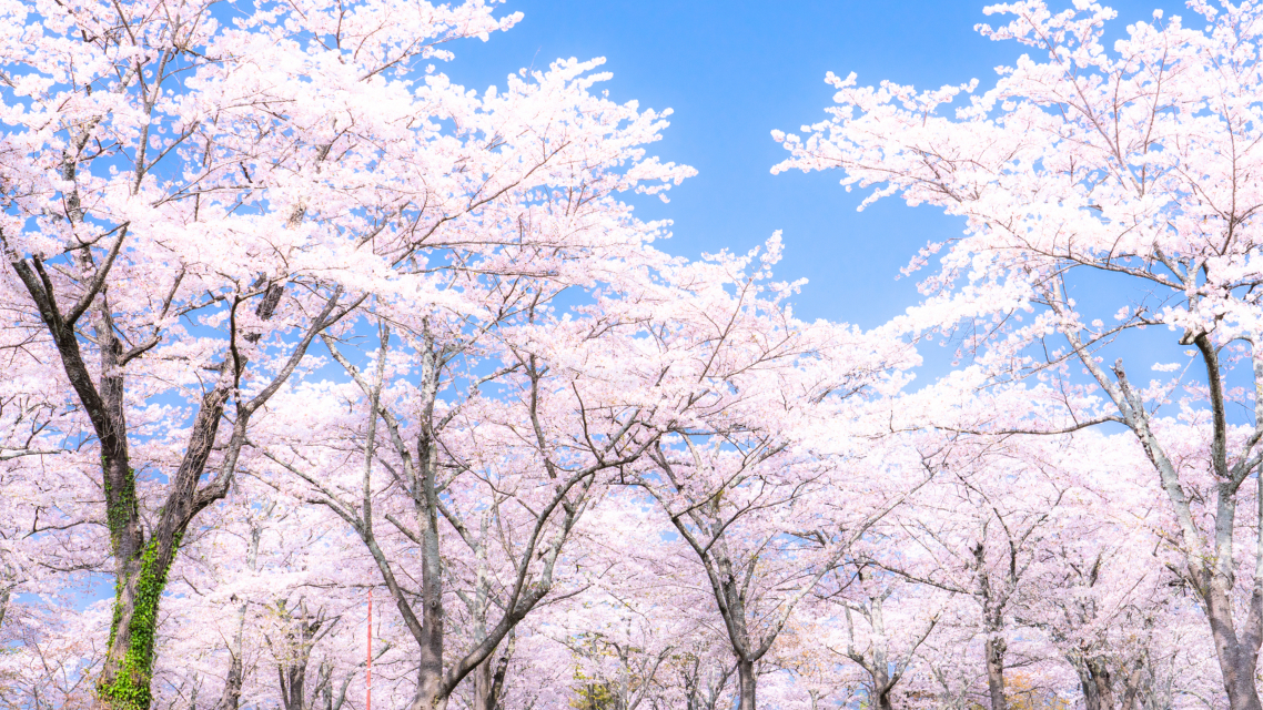 満開の桜が一面に咲き誇る風景
